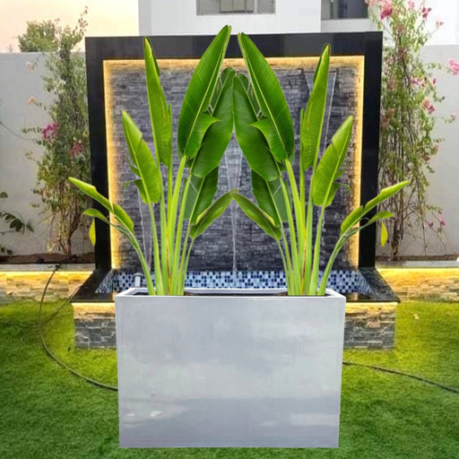 Set of 2 Traveler Palms in GRP Pot | 2.5–3.0m Tall - Greensouq - 