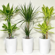 3 Dracena Plants Set / Dracena Trio Bundle 80-100cm in Ceramic Pot - Greensouq -