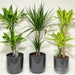 Set Of 3 Dracena Plants 80 - 100cm in Ceramic Pot - Greensouq - 