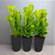 Set Of 3 Ficus Lyrata or Fiddle Leaf Fig in Ceramic Pot 80 - 100cm - Greensouq - 