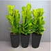 Set Of 3 Ficus Lyrata or Fiddle Leaf Fig in Ceramic Pot 80 - 100cm - Greensouq - 