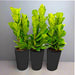 Set Of 3 Ficus Lyrata or Fiddle Leaf Fig in Ceramic Pot 80 - 100cm - Greensouq - 