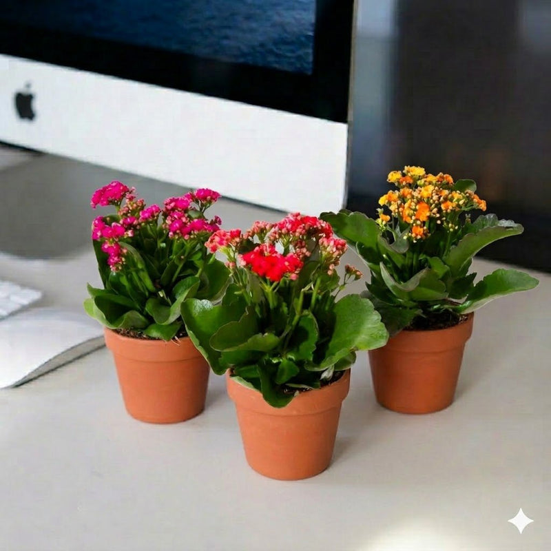 Set of 3 Kalanchoe / Kalanchoe Trio (Multi - Color) - Greensouq - 