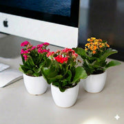 Set of 3 Kalanchoe / Kalanchoe Trio (Multi - Color) - Greensouq - 