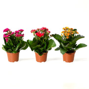 Set of 3 Kalanchoe / Kalanchoe Trio (Multi - Color) - Greensouq -