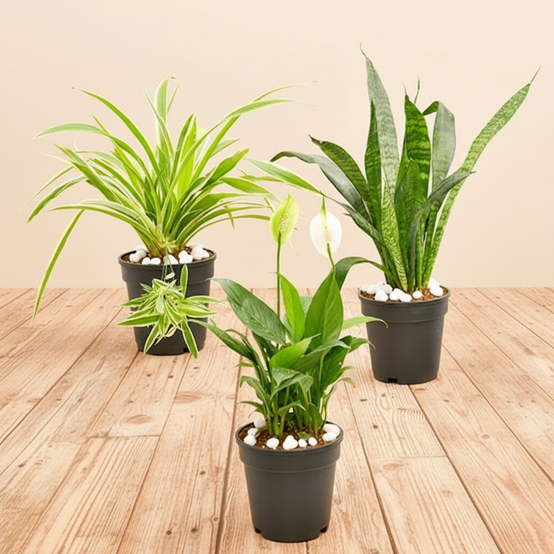 snake plant vs peace lily 3x Plants Pack
