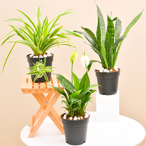 Set of 3 Low Maintenance Plants
