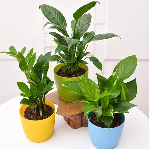 Set of 3 Plants for Office Table/Desk - Greensouq - 