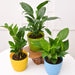 Set of 3 Plants for Office Table/Desk - Greensouq - 