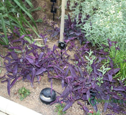 Setcreasea Purpurea or Purple Heart - Greensouq - 