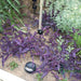 Setcreasea Purpurea or Purple Heart - Greensouq - 