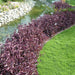 Setcreasea Purpurea or Purple Heart - Greensouq - 