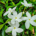 iraqi jasmine