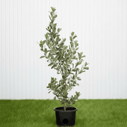 Silver Buttonwood - Conocarpus Exrectus | Dubai's Good Greens! - Greensouq - 