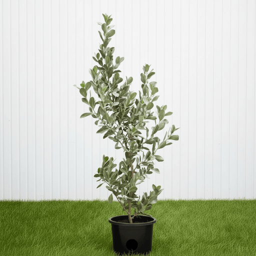 Silver Buttonwood - Conocarpus Exrectus | Dubai's Good Greens! - Greensouq - 