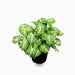 Syngonium podophyllum or Arrow Head Plant 25-30cm