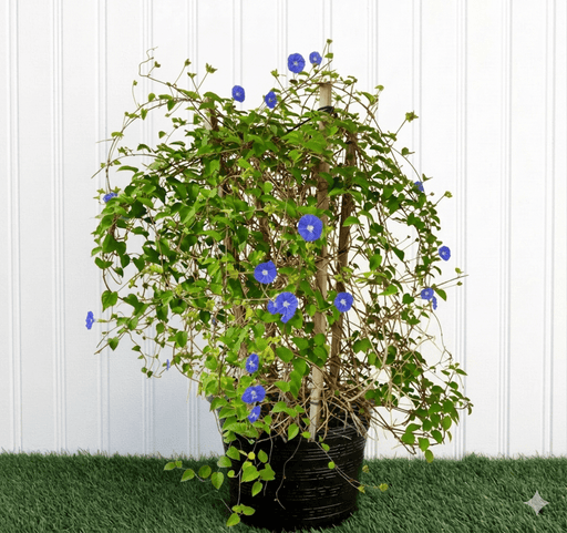 Sky Blue Cluster Vine - Jacquemontia Pentantha | Dubai's Lush Greens! - Greensouq - 