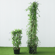Sky Blue Cluster Vine - Jacquemontia Pentantha | Dubai's Lush Greens! - Greensouq - 