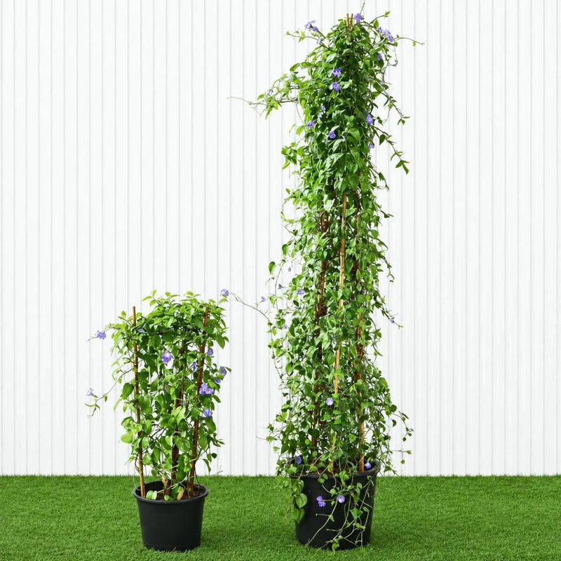 Sky Blue Cluster Vine - Jacquemontia Pentantha | Dubai's Lush Greens! - Greensouq -