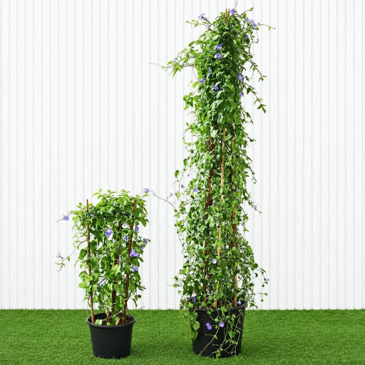 Sky Blue Cluster Vine - Jacquemontia Pentantha | Dubai's Lush Greens! - Greensouq -