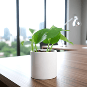 Small Epipremnum Money Plant - Good Luck Charm - Greensouq - 