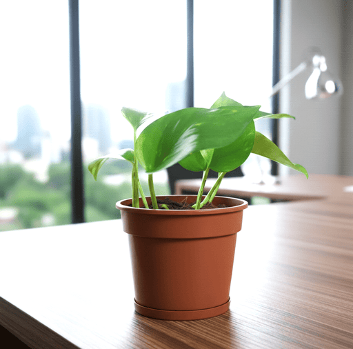 Small Epipremnum Money Plant - Good Luck Charm - Greensouq - 