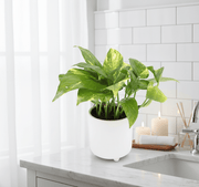 Small Epipremnum Money Plant - Good Luck Charm - Greensouq - 