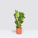 Small Mini Clay Pots With Drainage Holes - Greensouq - 