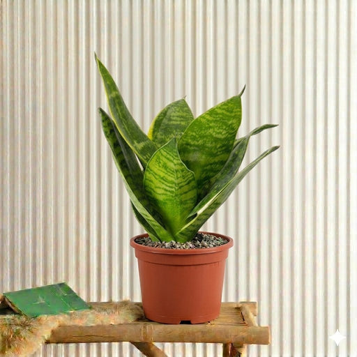 Snake Plant (Birds Nest) | Dubai's Best Air Purifier! - Greensouq - 