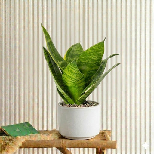 Snake Plant (Birds Nest) | Dubai's Best Air Purifier! - Greensouq - 