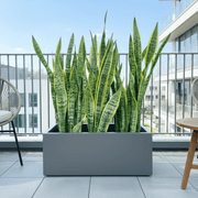 Snake Plant In Fiber Glass GRP Pot (70x30x30) - Greensouq - 