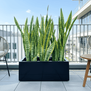 Snake Plant In Fiber Glass GRP Pot (70x30x30) - Greensouq - 