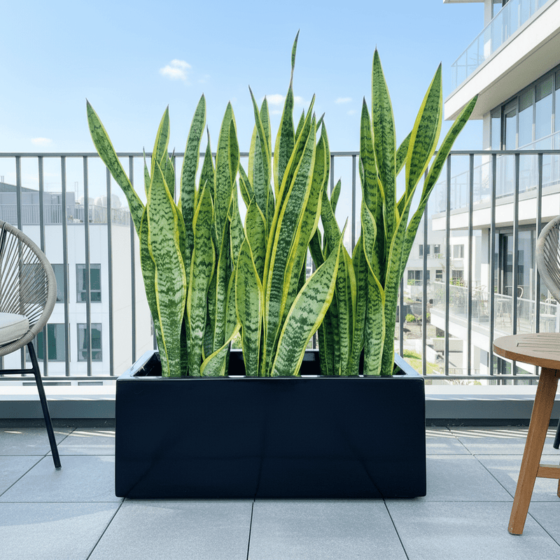 Snake Plant In Fiber Glass GRP Pot (70x30x30) - Greensouq - 