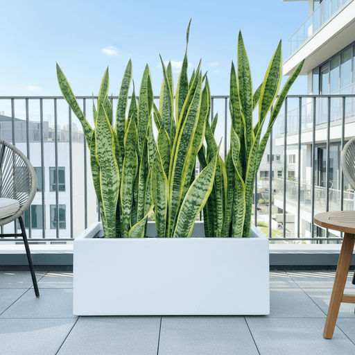 Snake Plant In Fiber Glass GRP Pot (70x30x30) - Greensouq - 