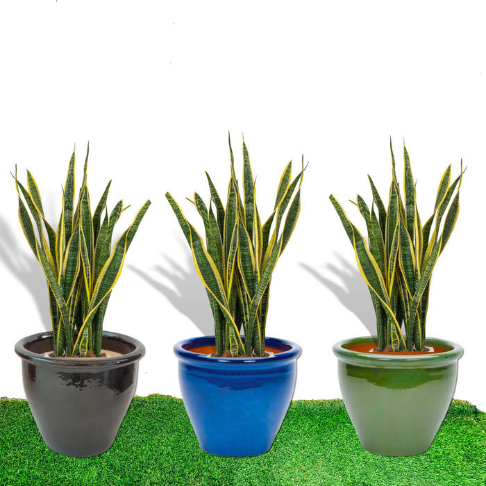Sansevieria Trifasciata 'Laurentii' or Snake Plant in Rolled Rim Pot