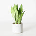 Snake Plant "Moon Shine" 25 - 30cm - Greensouq - 