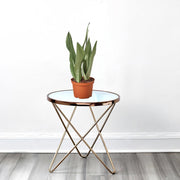 Snake Plant "Moon Shine" 25 - 30cm - Greensouq - 