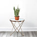 Snake Plant "Moon Shine" 25 - 30cm - Greensouq - 