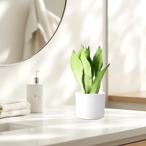 Snake Plant "Moon Shine" 25 - 30cm - Greensouq - 