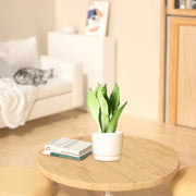 Snake Plant "Moon Shine" 25 - 30cm - Greensouq - 