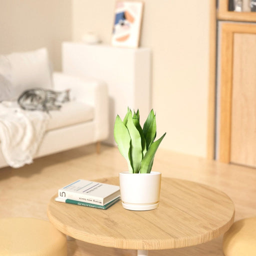 Snake Plant "Moon Shine" 25 - 30cm - Greensouq - 