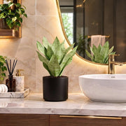 Snake Plant "Moon Shine" 25-30cm | Dubai's Luxury Houseplant! - Greensouq -