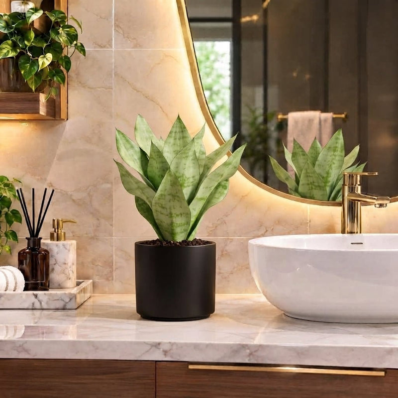 Snake Plant "Moon Shine" 25-30cm | Dubai's Luxury Houseplant! - Greensouq -