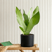 Snake Plant "Moon Shine" 25 - 30cm | Dubai's Popular Houseplant! - Greensouq - 
