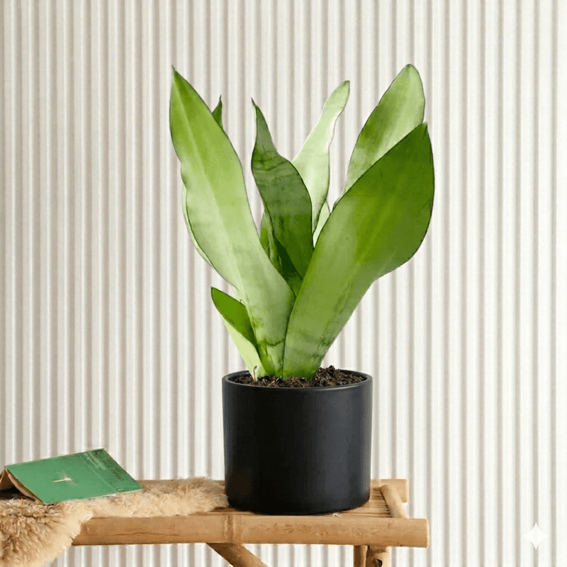 Snake Plant "Moon Shine" 25 - 30cm | Dubai's Popular Houseplant! - Greensouq - 
