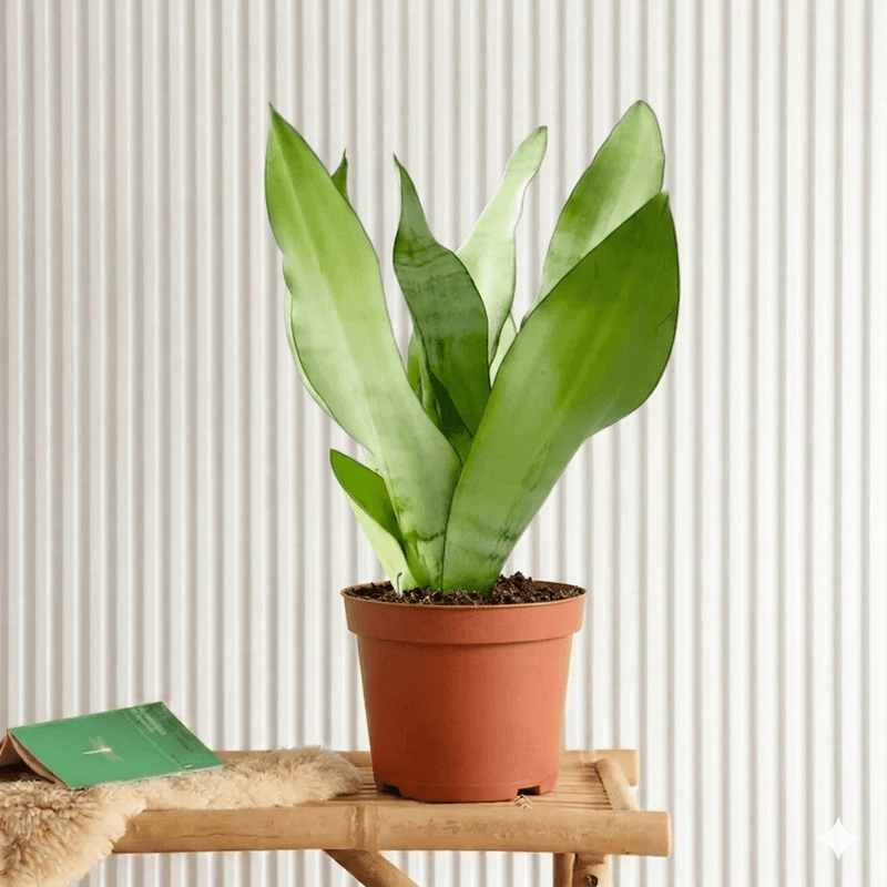 Snake Plant "Moon Shine" 25 - 30cm | Dubai's Popular Houseplant! - Greensouq - 