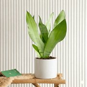 Snake Plant "Moon Shine" 25 - 30cm | Dubai's Popular Houseplant! - Greensouq - 