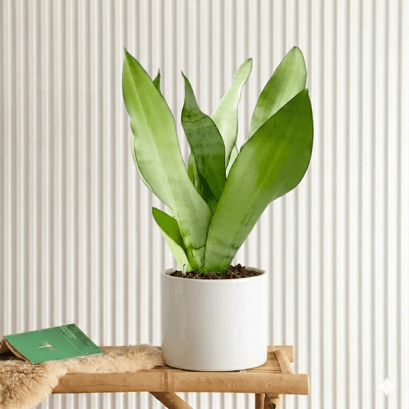 Snake Plant "Moon Shine" 25 - 30cm | Dubai's Popular Houseplant! - Greensouq - 