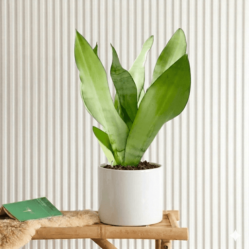 Snake Plant "Moon Shine" 25 - 30cm | Dubai's Popular Houseplant! - Greensouq - 