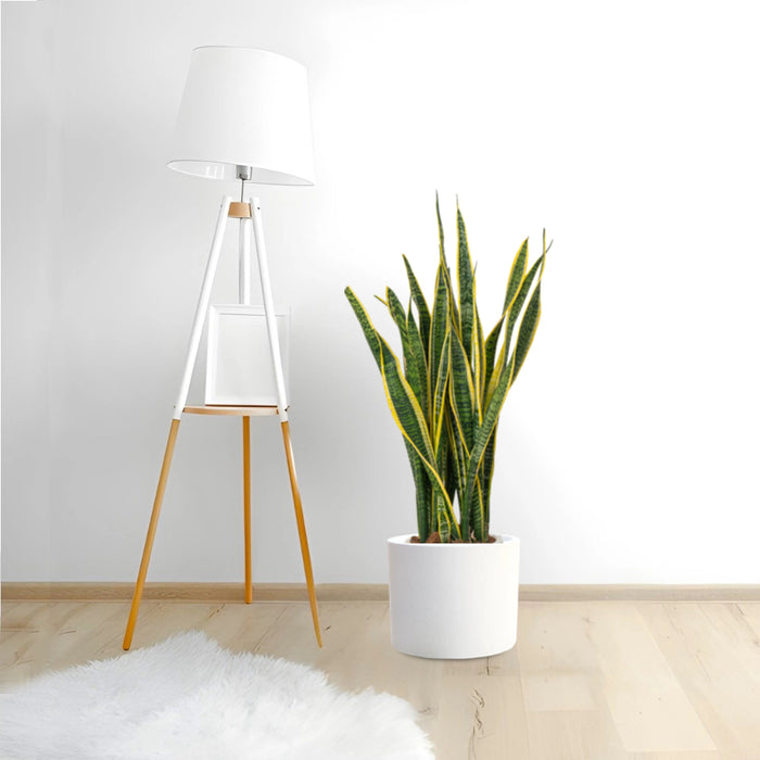 Sansevieria Trifasciata 'Laurentii' or Snake Plant